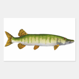 Sticker Rectangulaire Muskellunge (Muskie)