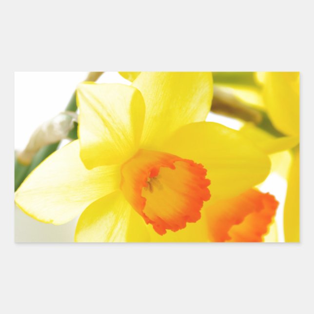 Sticker Rectangulaire narcissus (Devant)