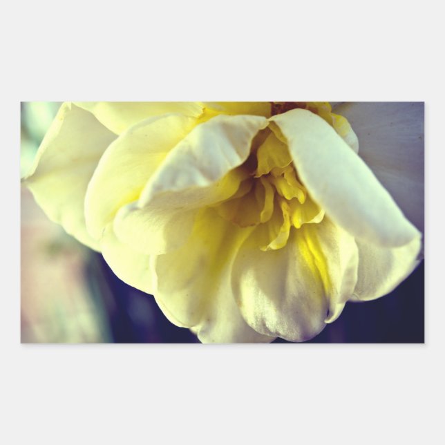 Sticker Rectangulaire Narcissus Daffodil (Devant)