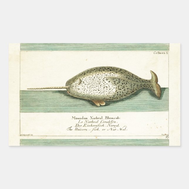 Sticker Rectangulaire Narwhal Antique Baleine Aquarelle Art scientifique (Devant)