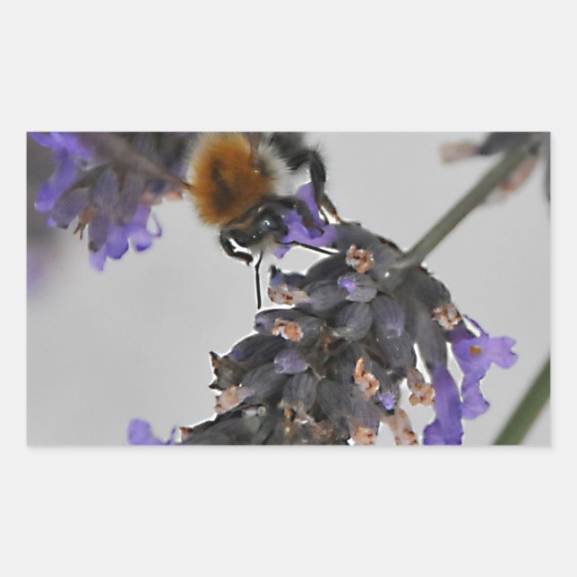 Sticker Rectangulaire Natures de merveilleux travailleurs (Devant)