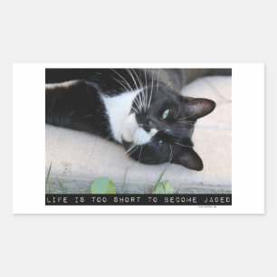 Sticker Rectangulaire Ne pas être Jaded Funny Chat