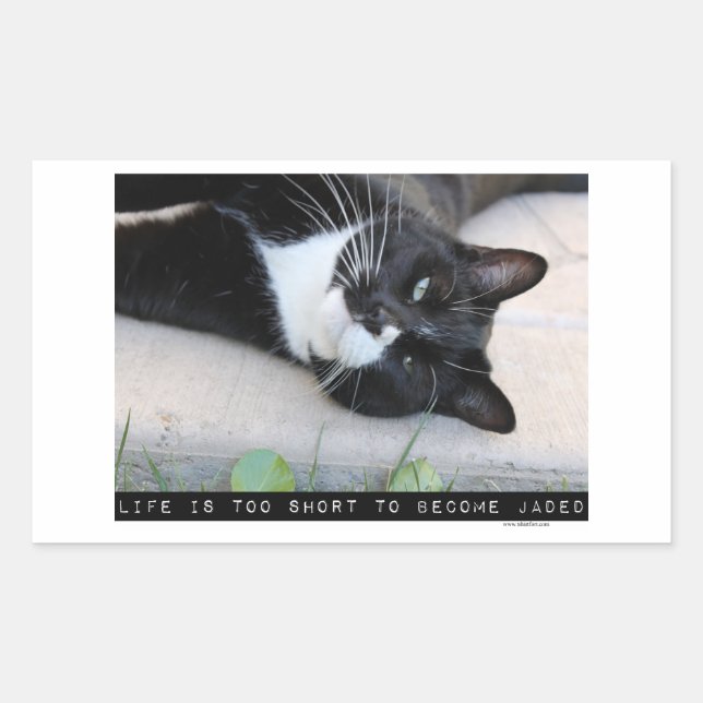 Sticker Rectangulaire Ne pas être Jaded Funny Chat (Devant)