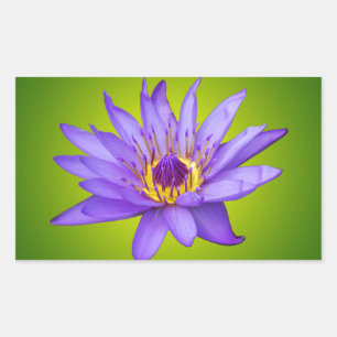 Sticker Rectangulaire Nénuphar Fleur Étang Aquatique Fleur d'Eau Violett