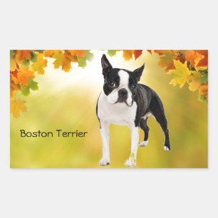 Sticker Rectangulaire Noir et blanc Boston Terrier