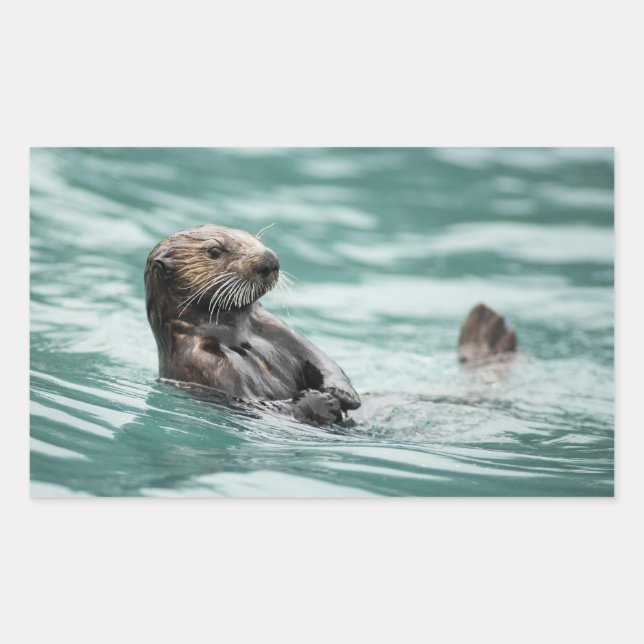 Sticker Rectangulaire Observation de la Loupe de mer (Devant)