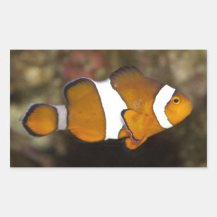 Sticker Rectangulaire Ocellaris Clowfish