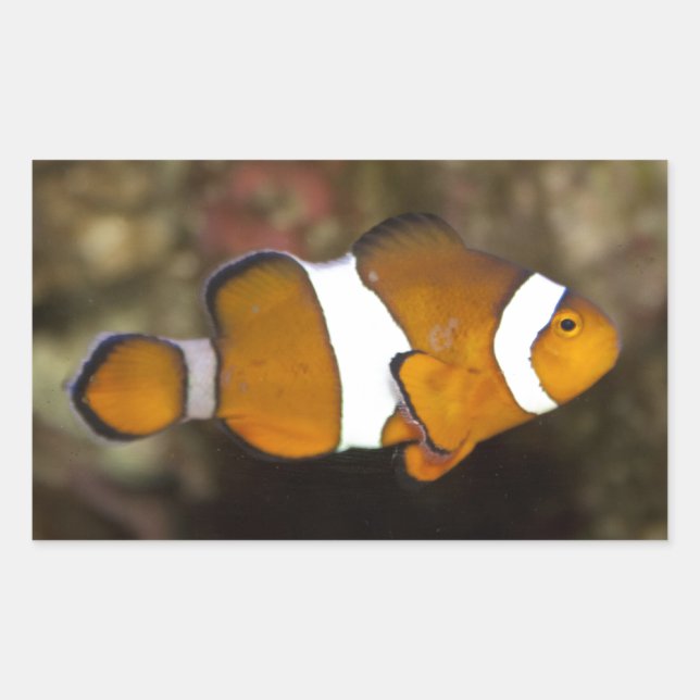 Sticker Rectangulaire Ocellaris Clowfish (Devant)