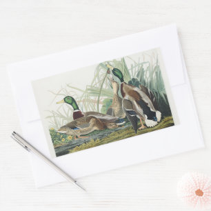 Sticker Rectangulaire Œuvre d'art faunique sur le canard colvert d'Audub