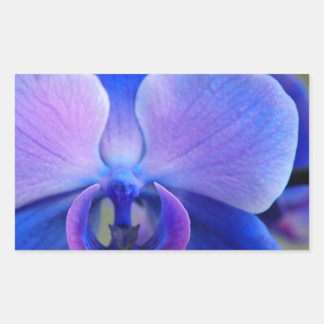 Sticker Rectangulaire Orchidée bleue et rose (Devant)