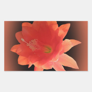Sticker Rectangulaire Orchidée Cactus - Epiphyllum Ackermannii - Blossom