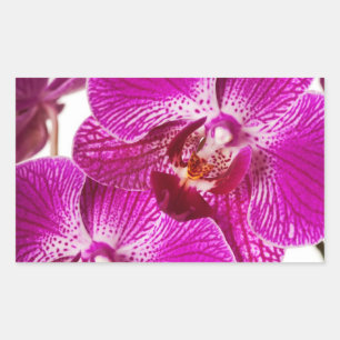 Sticker Rectangulaire Orchidée de Dendrobium de roses indien - arrière -