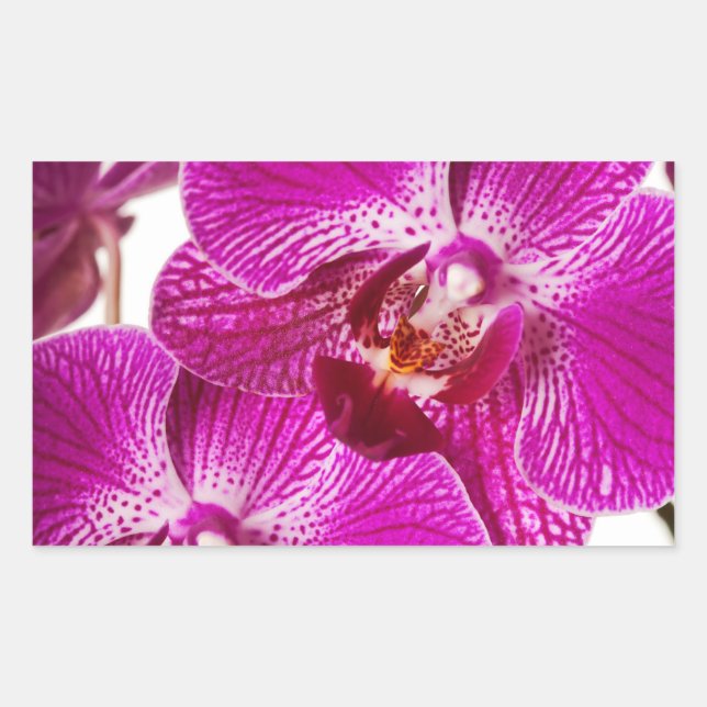 Sticker Rectangulaire Orchidée de Dendrobium de roses indien - arrière - (Devant)