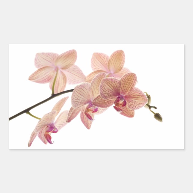 Sticker Rectangulaire Orchidée Dendrobium rose et Pêche - Customisée (Devant)