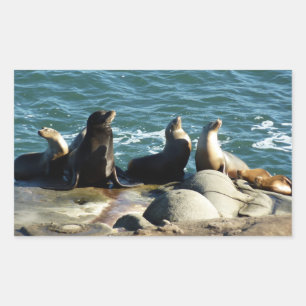 Sticker Rectangulaire Otaries de San Diego