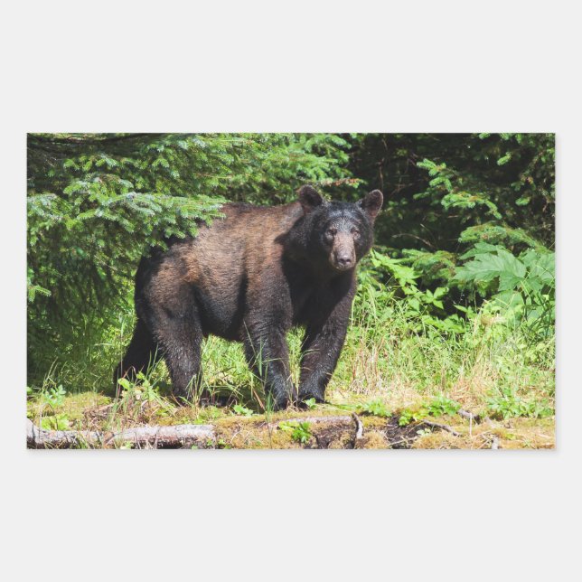 Sticker Rectangulaire Ours noir Alpha (Devant)