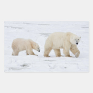 Sticker Rectangulaire Ours polaires femelle et deux oursons