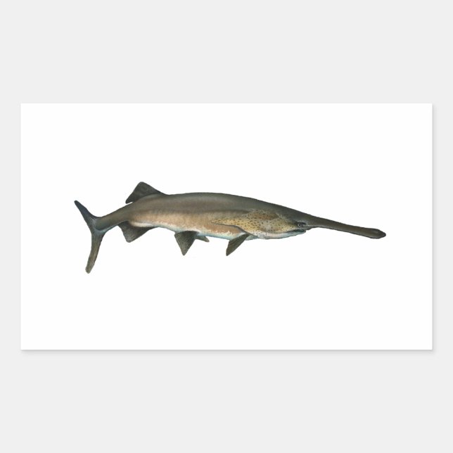 Sticker Rectangulaire Paddle (Devant)