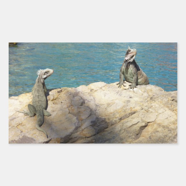 Sticker Rectangulaire Paire de Iguanas Photographie de la faune tropical (Devant)