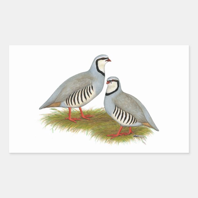 Sticker Rectangulaire Paire de perdrix de Chukar (Devant)