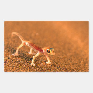 Sticker Rectangulaire Palmatogecko sur dune de sable, Swakpomund, Erongo