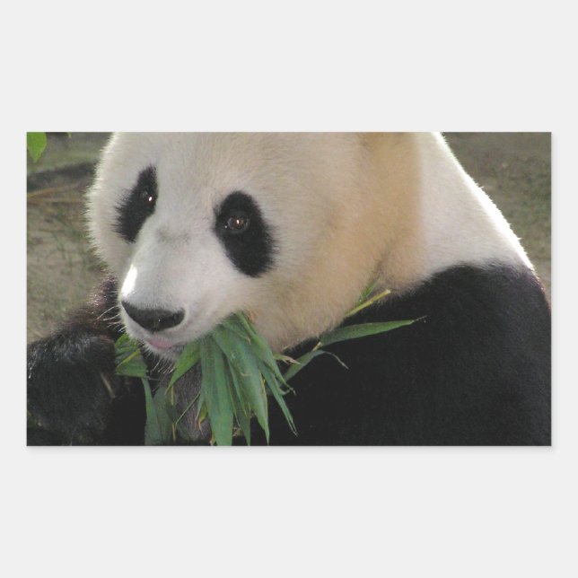 Sticker Rectangulaire Panda Bear Hugs (Devant)