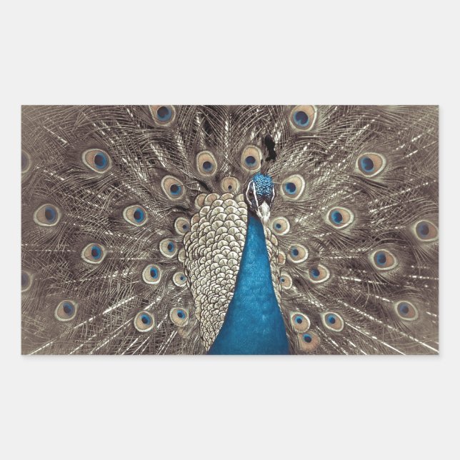 Sticker Rectangulaire Paon Bleu Antique (Devant)