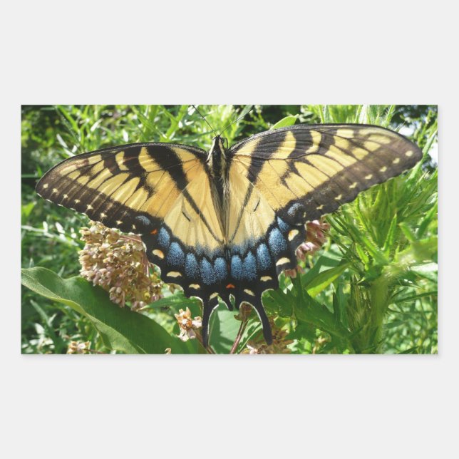 Sticker Rectangulaire Papillon à queue d'aronde II à Shenandoah (Devant)