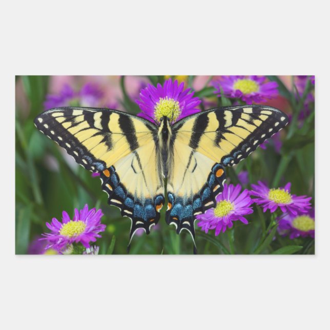 Sticker Rectangulaire Papillon à queue d'hirondelle sur marguerite (Devant)