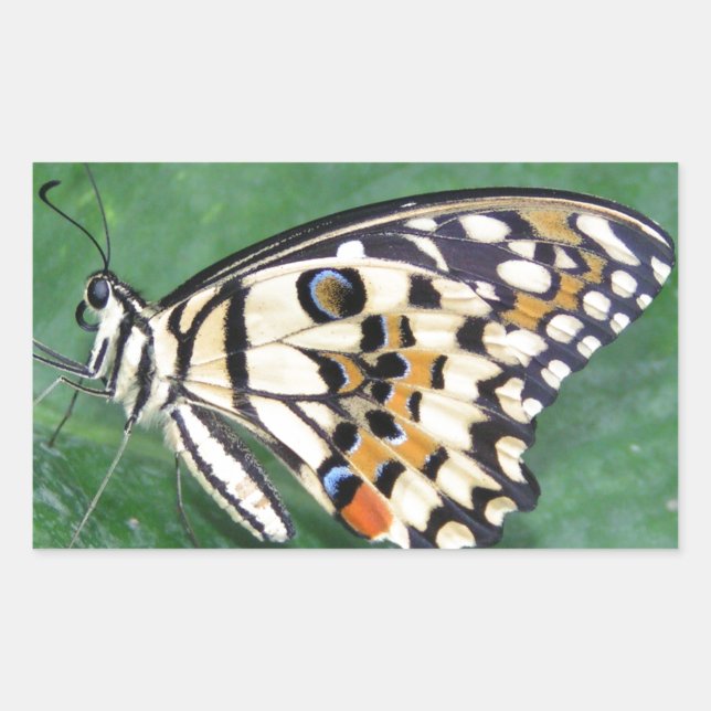 Sticker Rectangulaire Papillon jaune noir et blanc sur feuille (Devant)
