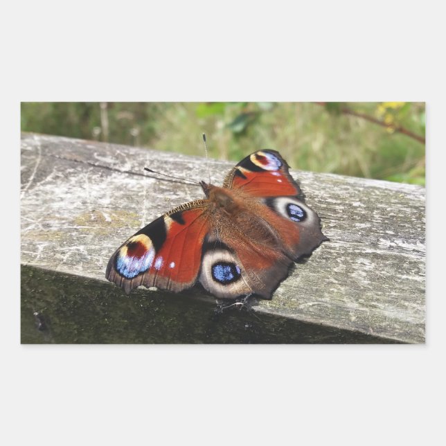 Sticker Rectangulaire Papillon Peacock (Devant)