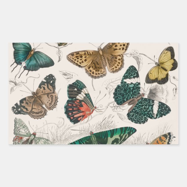 Sticker Rectangulaire Papillons Collection Antique Papillons (Devant)