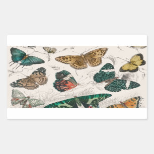 Sticker Rectangulaire Papillons Collection Antique Papillons
