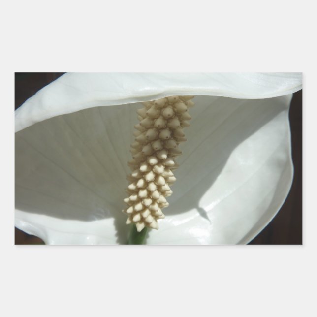 Sticker Rectangulaire Peace Lily Élégante Flore Blanche (Devant)