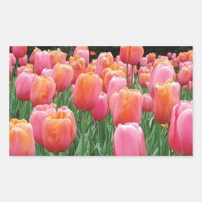 Sticker Rectangulaire Pêche et tulipes roses (Devant)