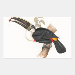 Sticker Rectangulaire Peinture animalière d'antiquités Toucans