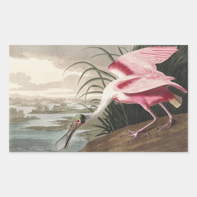 Sticker Rectangulaire Peinture de la faune de l'audubon Spoonbill Roseat (Devant)