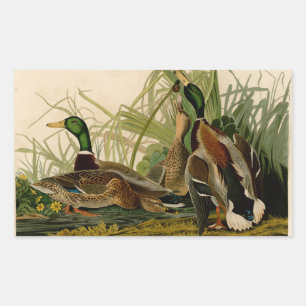 Sticker Rectangulaire Peinture d'oiseaux de Mallard Duck Audubon