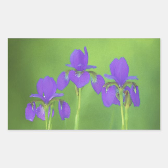 Sticker Rectangulaire Peinture Iris Violet - Art Fleur Originale (Devant)