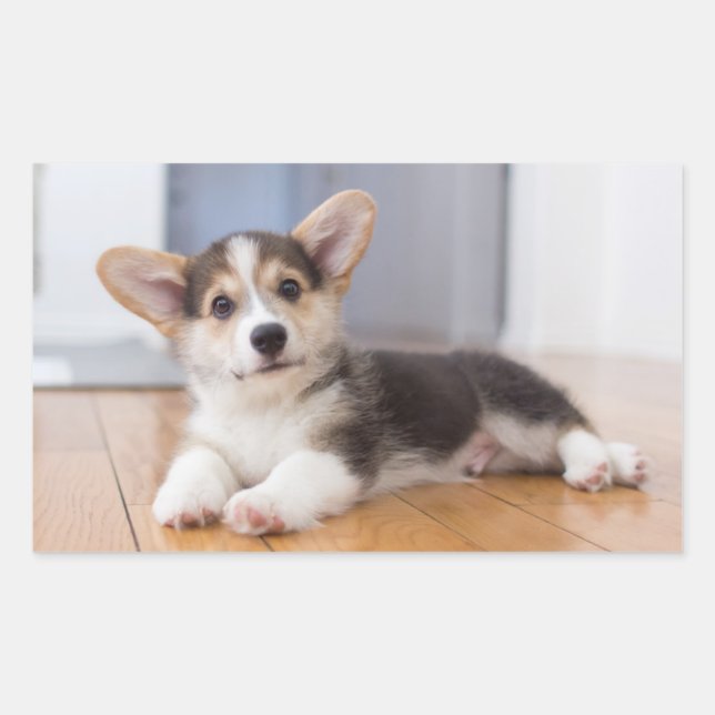 Sticker Rectangulaire Pembroke Welsh (Devant)