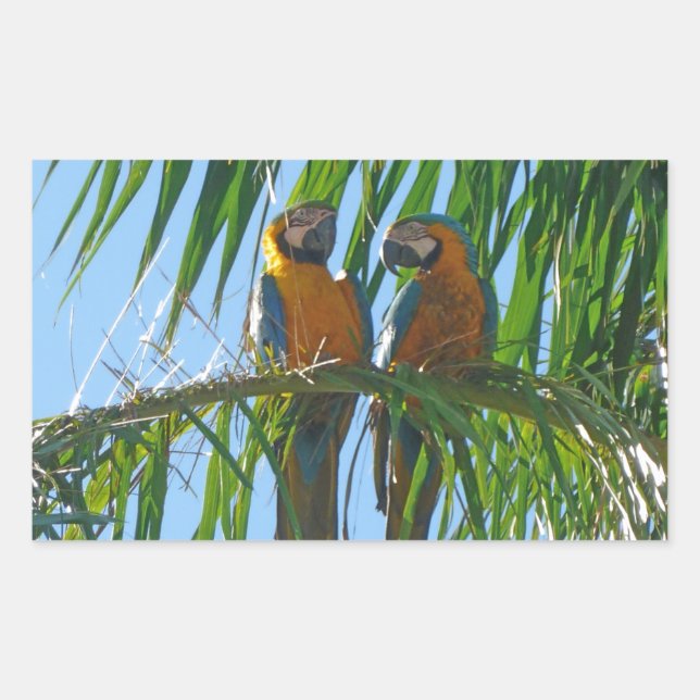 Sticker Rectangulaire Perroquets - Macaws bleu et or (Devant)