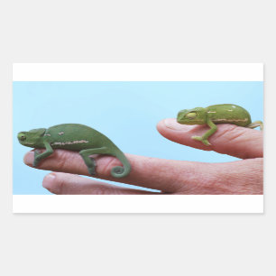 Sticker Rectangulaire Perspective de caméléons de bébé