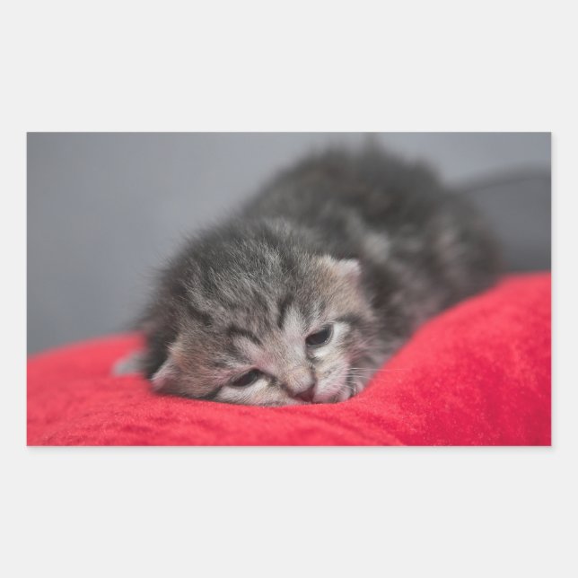 Sticker Rectangulaire Petit chaton (Devant)