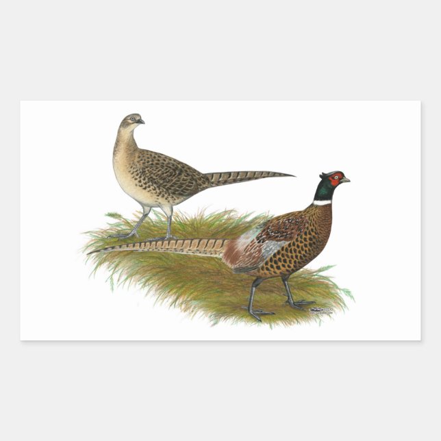 Sticker Rectangulaire Pheasant : Paire Ringneck (Devant)