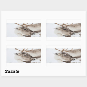 Sticker Rectangulaire Photo de la nature des rennes