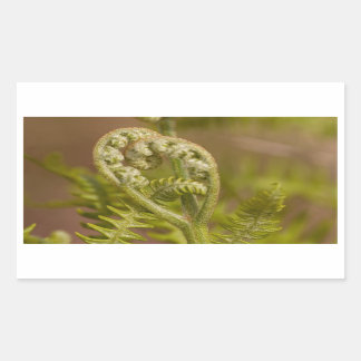 Sticker Rectangulaire Photo du coeur de Fern Fiddlehead