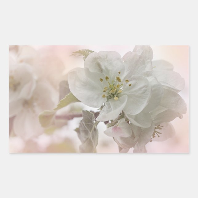 Sticker Rectangulaire Photo en fleurs de pomme blanche (Devant)