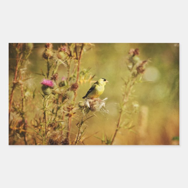Sticker Rectangulaire Photo Goldfinch (Devant)
