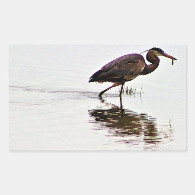 Sticker Rectangulaire Photo Great Blue Heron (Devant)