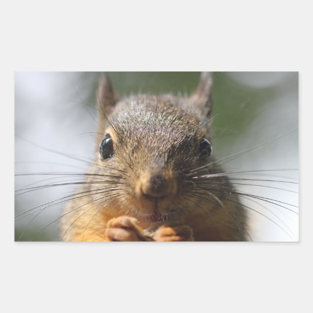 Sticker Rectangulaire Photo mignonne d'écureuil souriant (Devant)